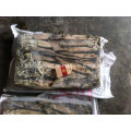 Frozen Whole Round Illex Squid